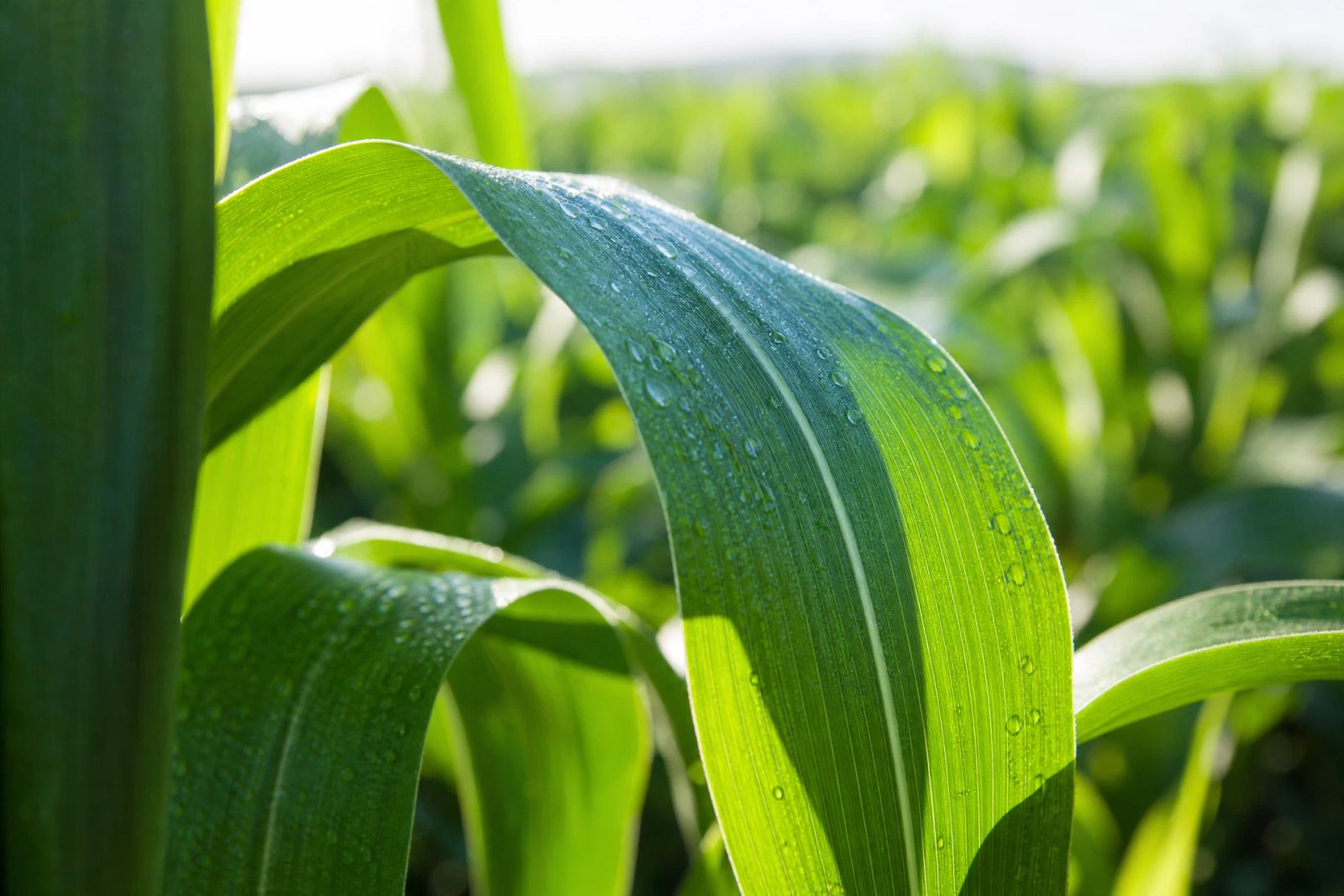 Water droplets on a green crop leaf